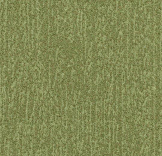 s445027 Canyon kelp