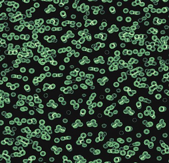 990102 Bacteria